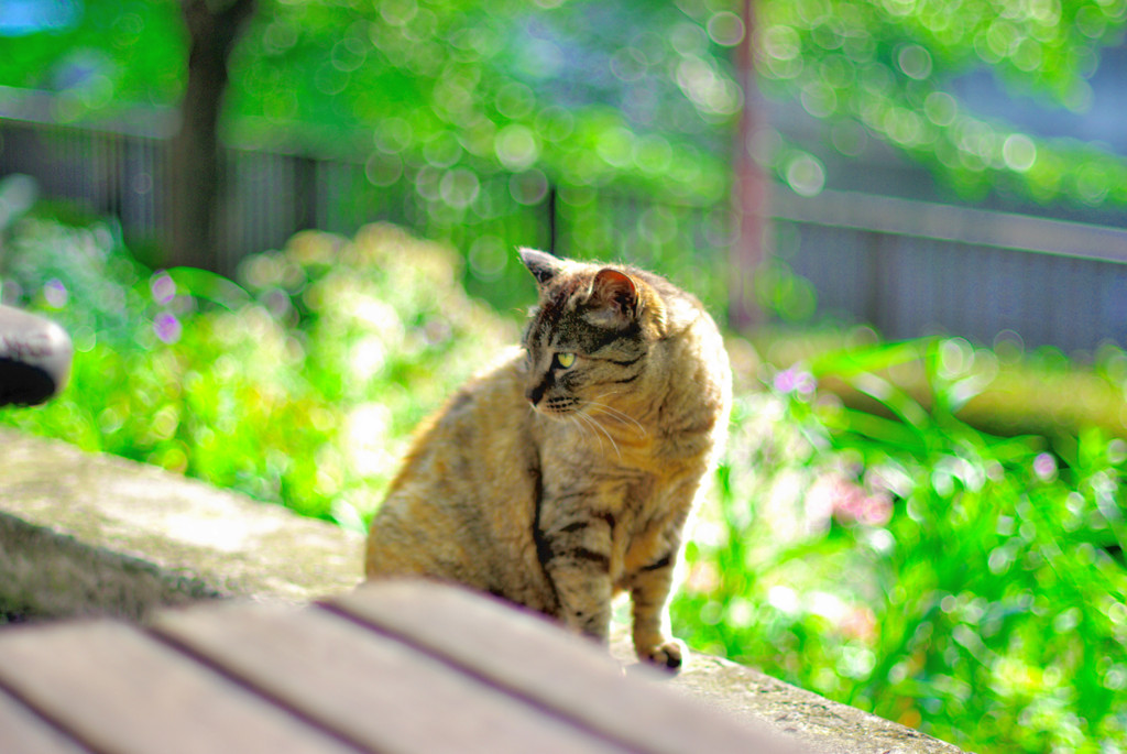 本日のネコ様（２）