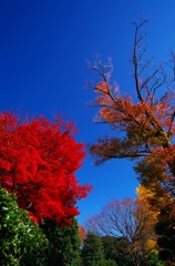 紅葉スナップ（１）