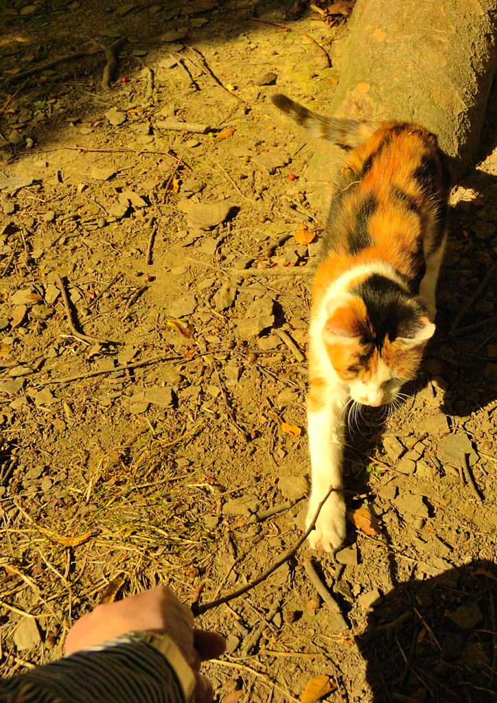 D2H復活スナップ (7)