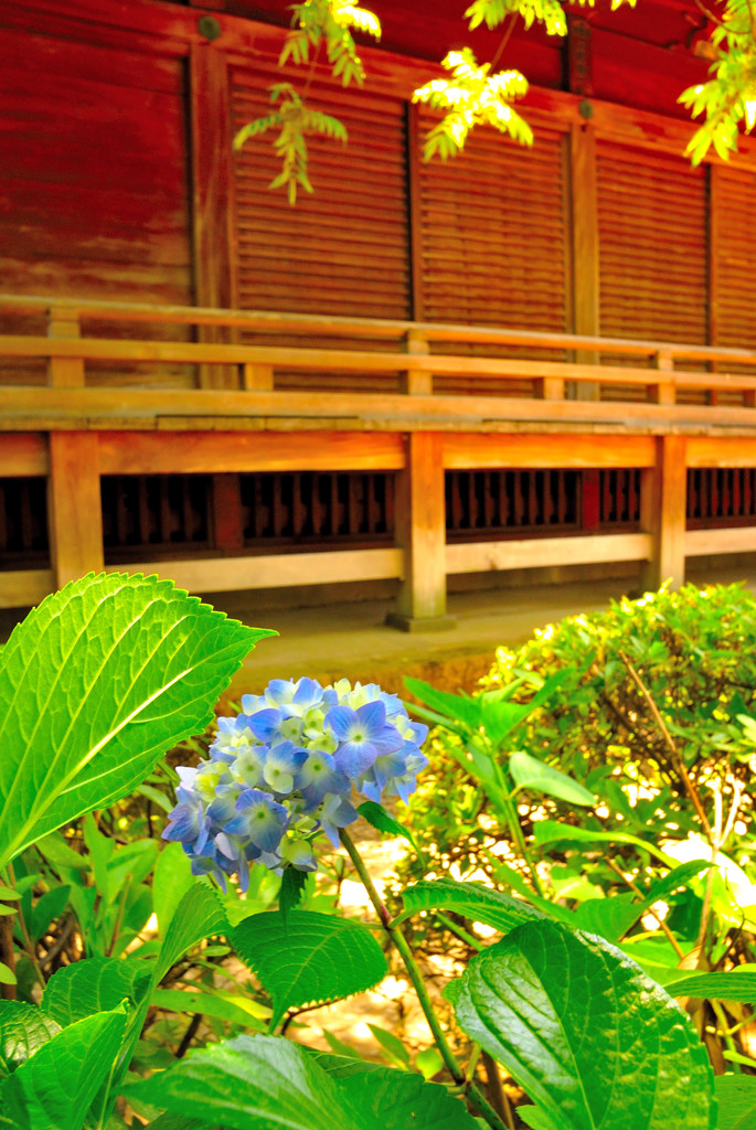 咲いている。。。