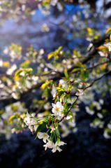 さくらスナップ＠板橋（石神井川）