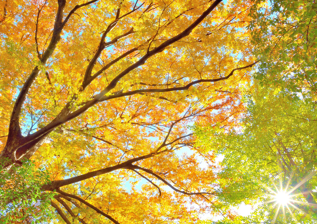 今年も見上げてみた！