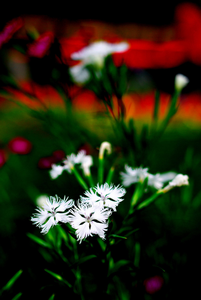 お散歩スナップ（３）