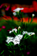 お散歩スナップ（３）