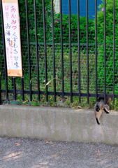 わい、あんみつ食べにいくねん(=^・^=)