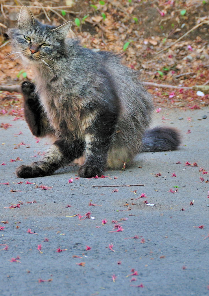 新緑スナップ（３）