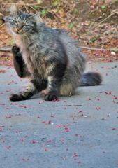 新緑スナップ（３）