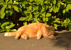 ここにも、ほのぼの(=^・^=)