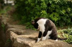 ネコも落ち込む？