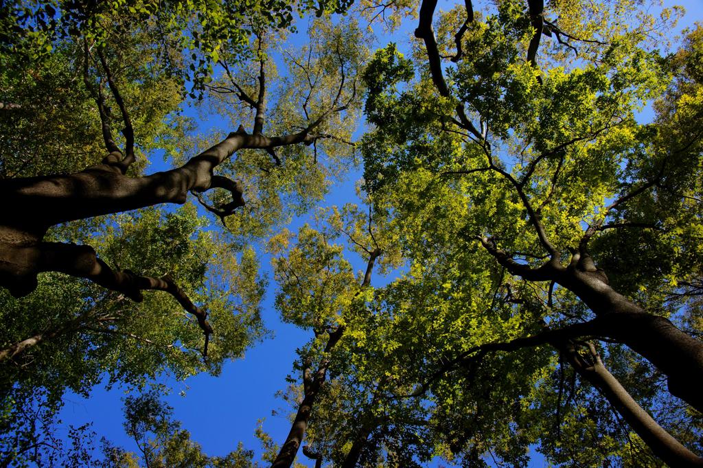 見上げてごらん・・・。