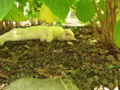 もう、夏バテっすか？