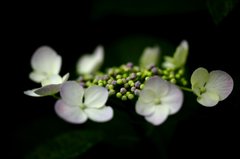 徹夜明けスナップ (3)