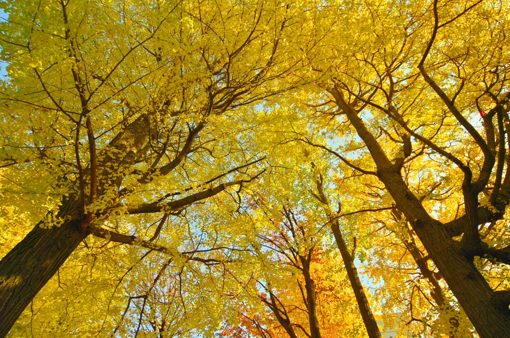 おそらく最後の銀杏スナップ (1)