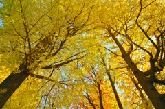 おそらく最後の銀杏スナップ (1)