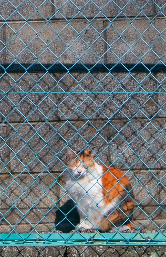 安全地帯(=^・^=)