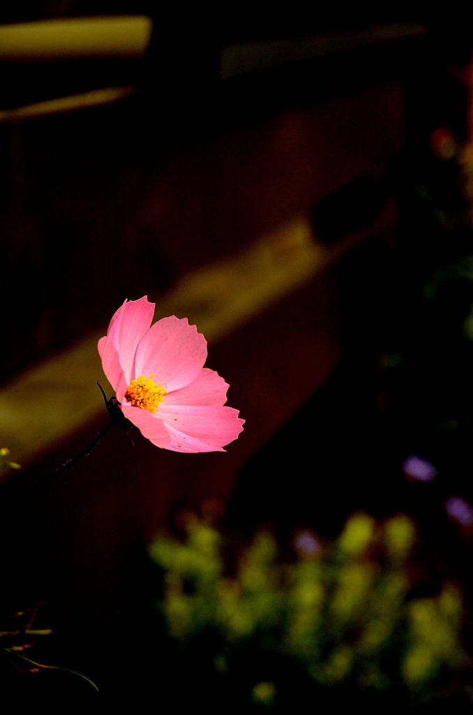 D2H復活スナップ (3)