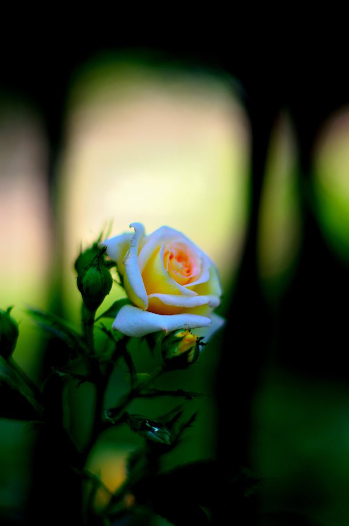 お散歩スナップ (2)