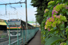 紫陽花だぜスナップ（１）