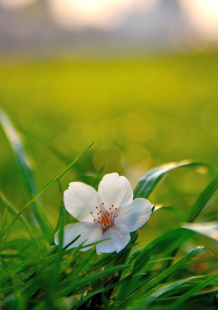 散りても、なお、美しく・・・