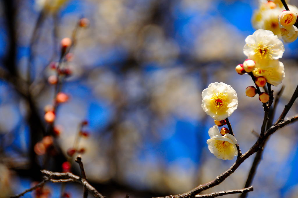 春ですよスナップ (1)
