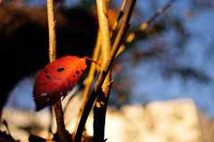 秋が深まっております。。。