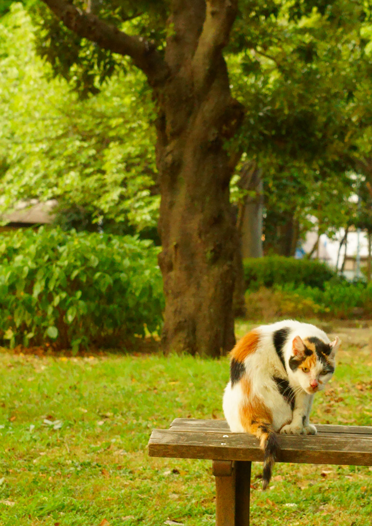 A77導入記念スナップ (9)