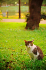久し振りのノラ猫スポット（1）