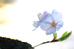 雨上がりの桜