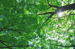新緑ドーン！