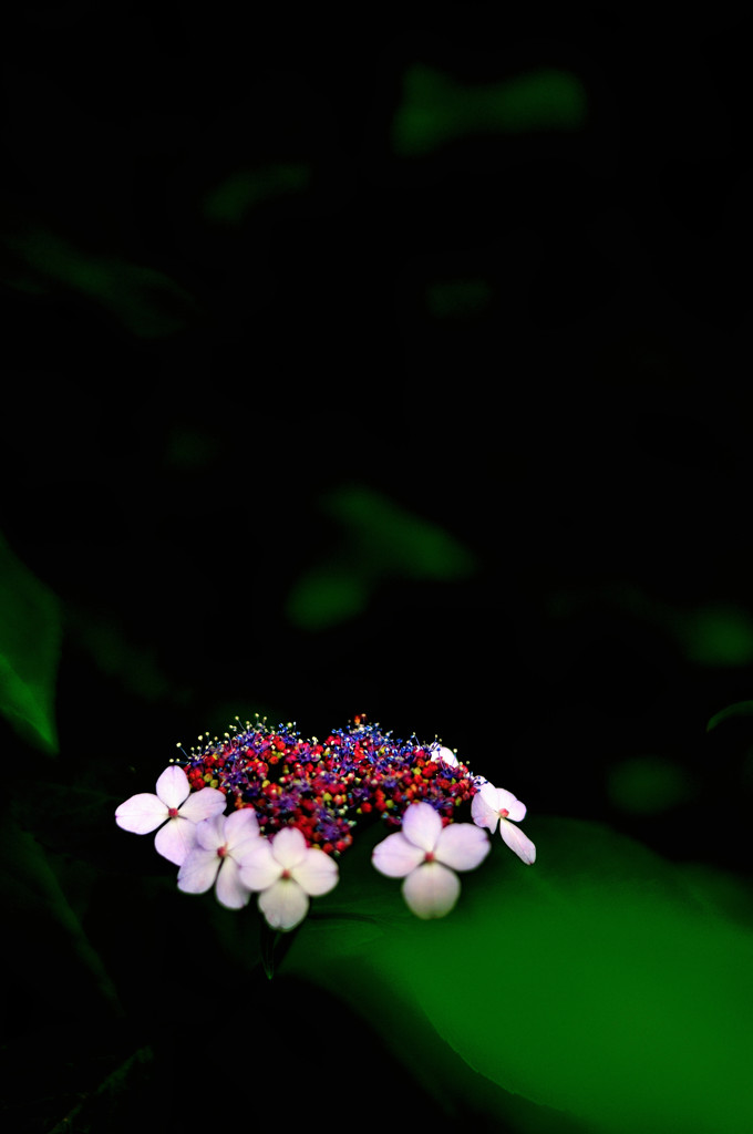 暗闇スナップ（２）