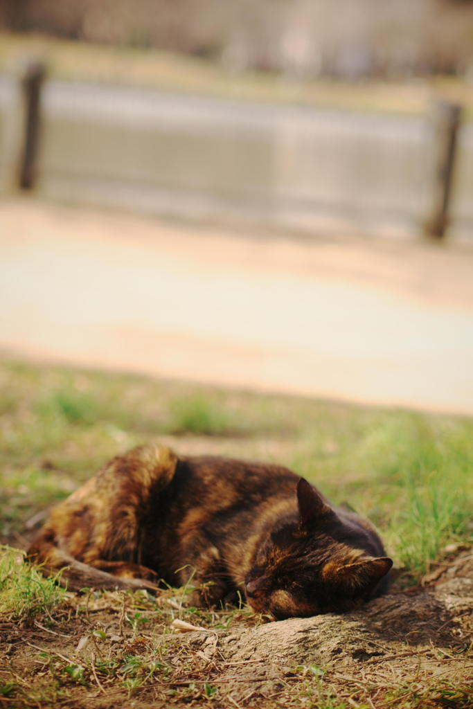 お昼休み。(=^・^=)。