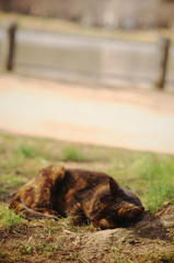 お昼休み。(=^・^=)。