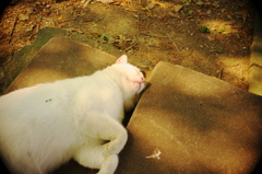 ネコの口