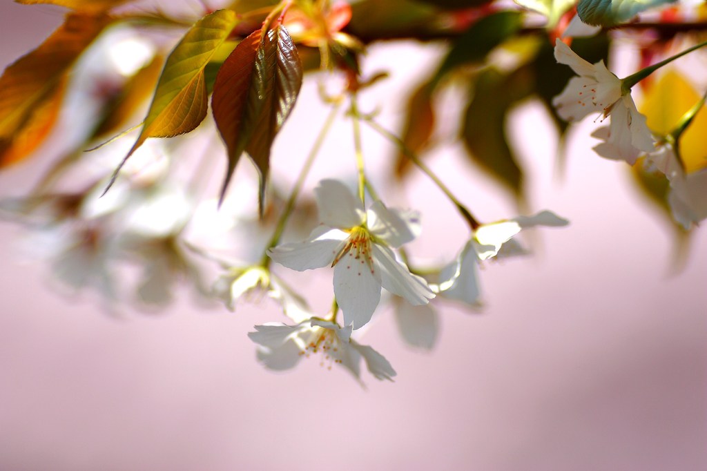 桜だらけで、背景も桜色です！