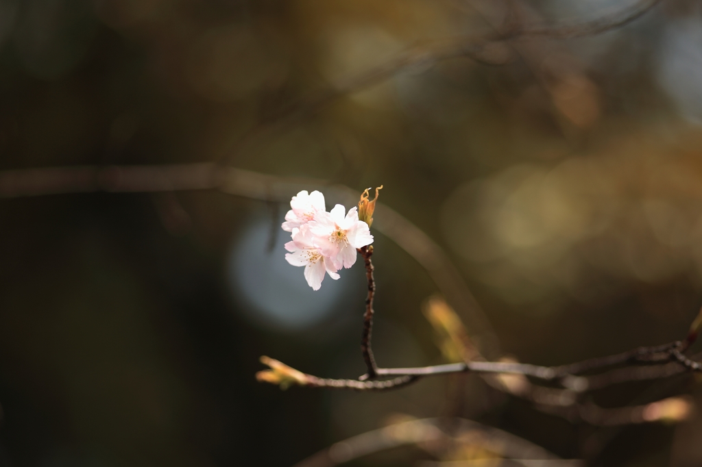 こちらも開花