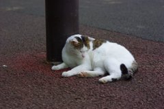 やっぱり、今週もネコ撮っちゃった！