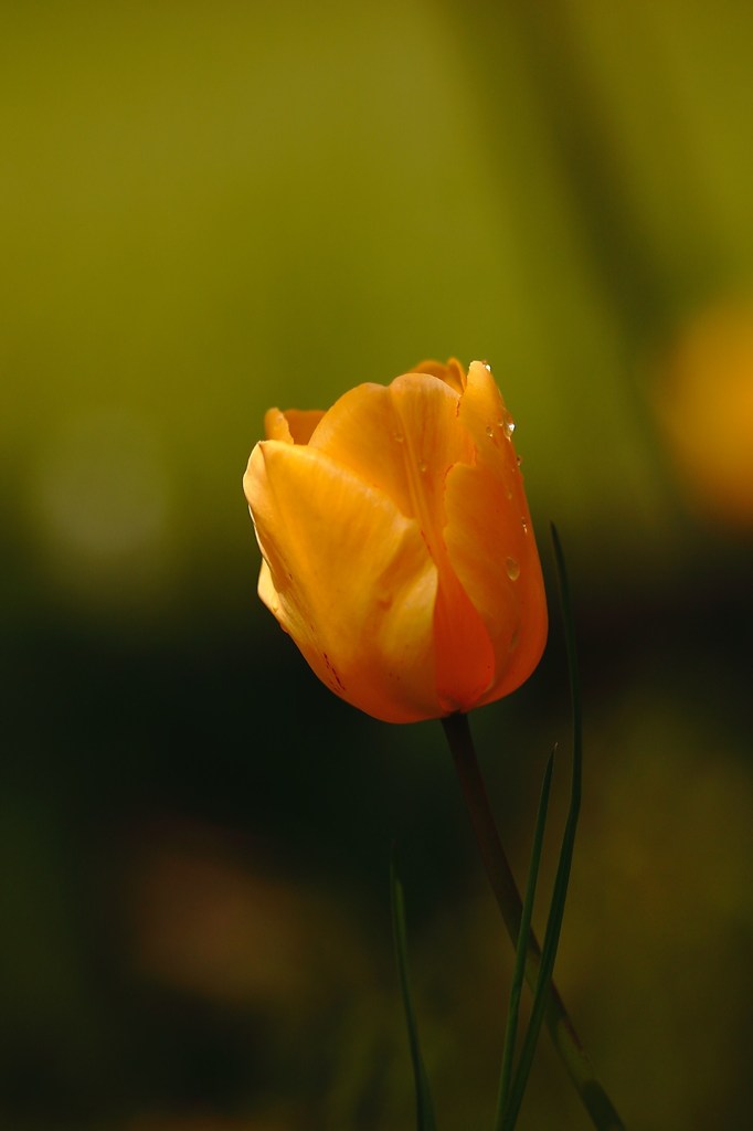 雨上がり。。。