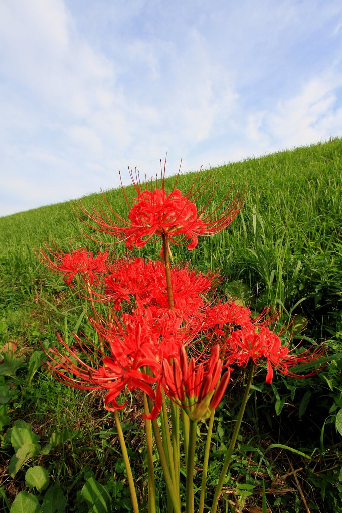 早朝散歩スナップ (9)