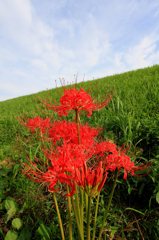 早朝散歩スナップ (9)