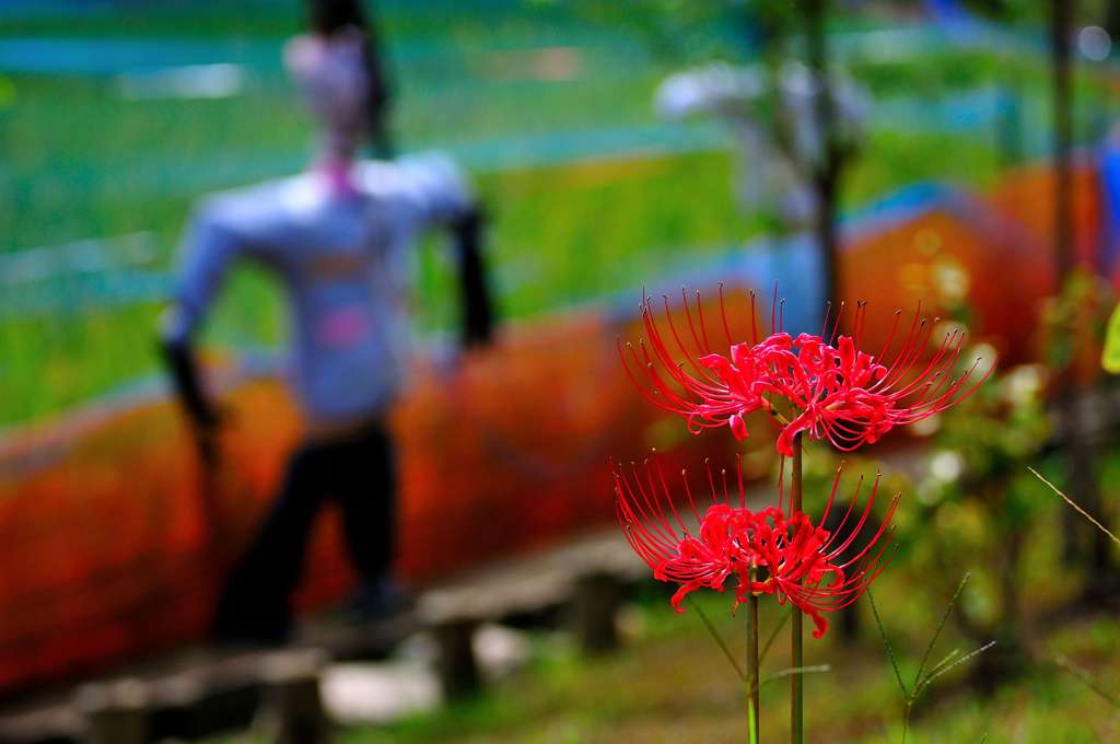 案山子さんも楽しむ彼岸花。