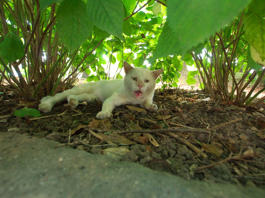 ネコ、みっけ！