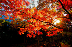 紅葉を照らす