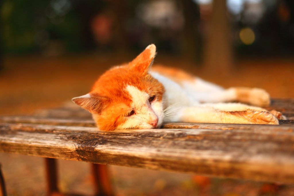 夕焼けニャンニャン