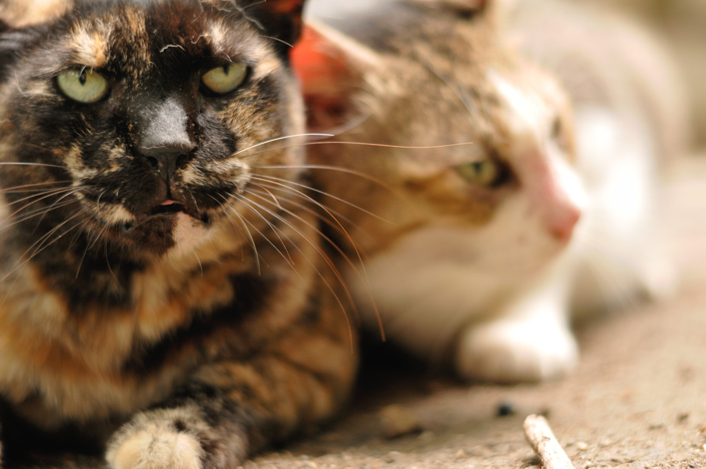 ジャマせんといてな(=^・^=)