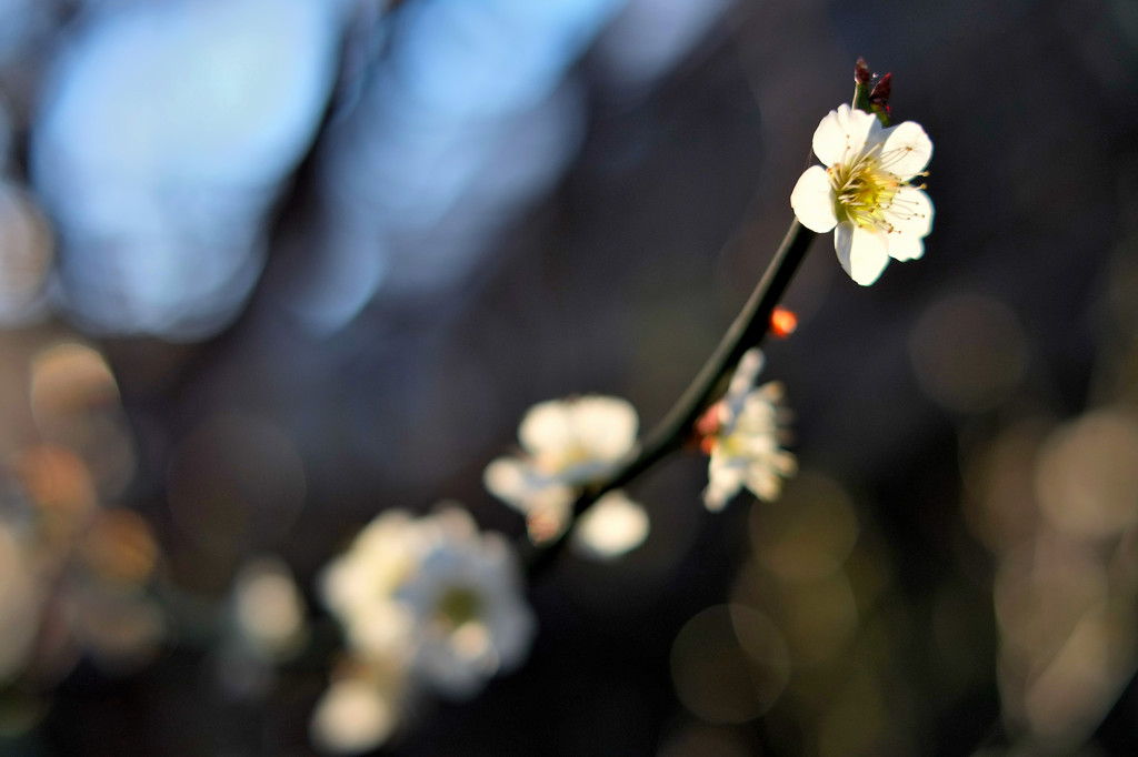 桜の前にこれですね。。。