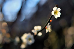 桜の前にこれですね。。。