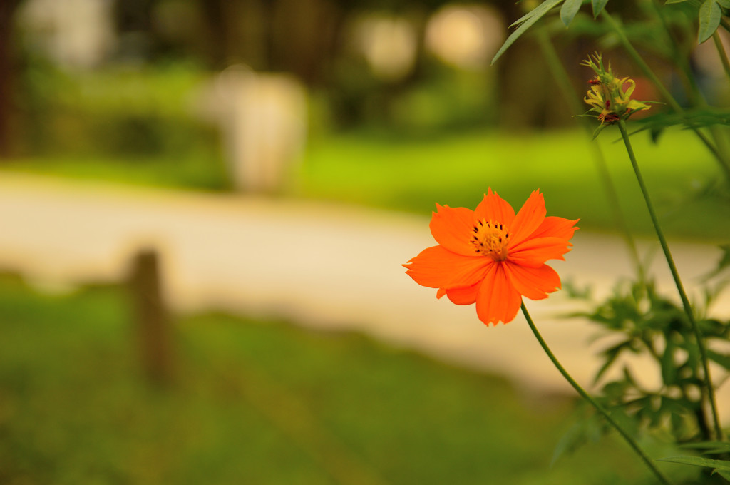 キバナコスモス、咲いとる(^_^)