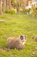 たぬき？(=^・^=)