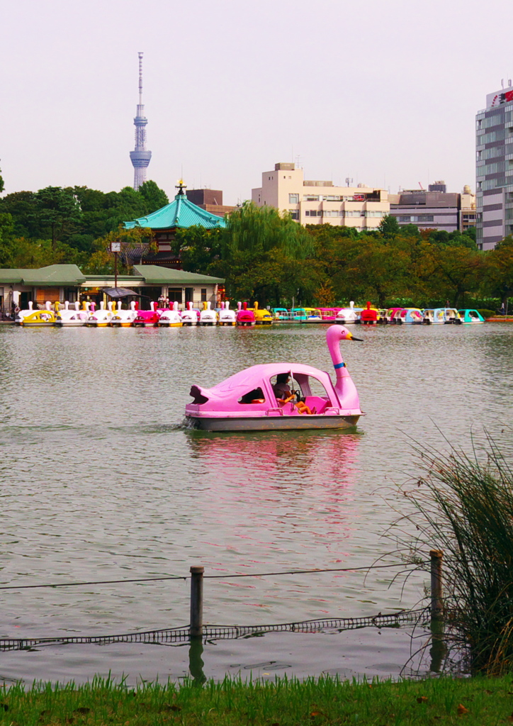 鳥撮影始めましたｗ