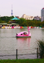 鳥撮影始めましたｗ